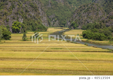 Yellow Rice field and river in Tam Coc, NinhBinh Yellow Rice field and river in Tam Coc, NinhBinh 40513504