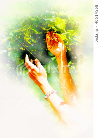 gentle prayer to a beautiful linden tree on bright midsummer day and softly blurred watercolor 40514568