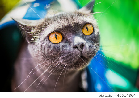 Portrait of british shorthair grey cat 40514864