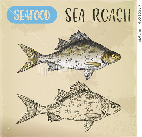 Sketch of common sea roach or slater. 40515557