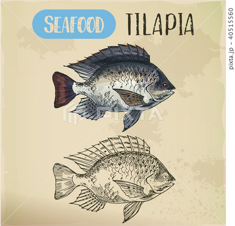 Blue Tilapia coloring page | Free Printable Coloring Pages