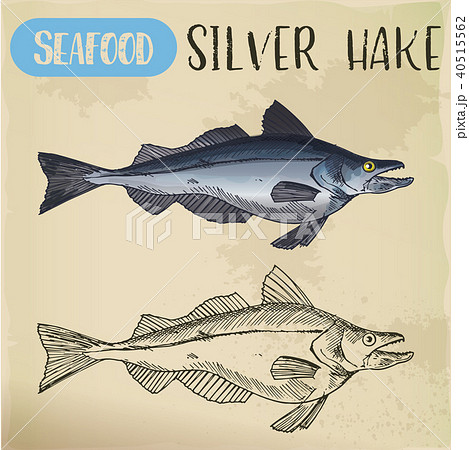 Silver hake or New England fish sketch 40515562