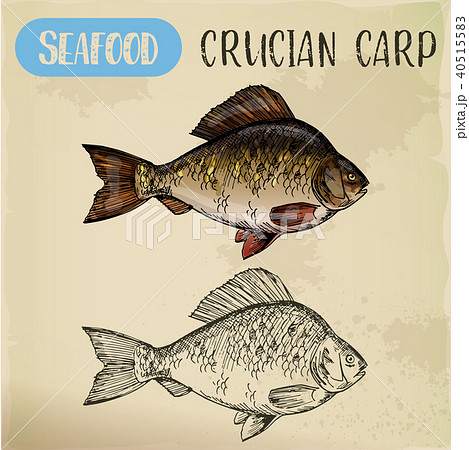 Crucian or common carp, river fish sketch 40515583