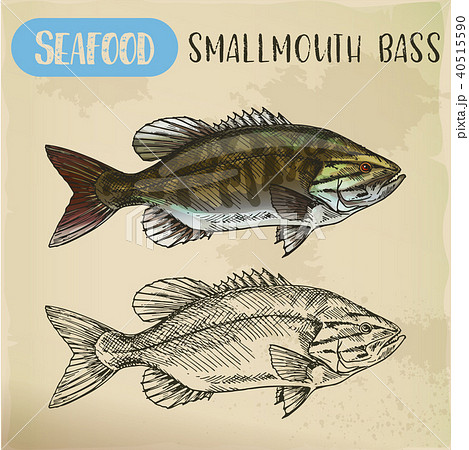Sketch of smallmouth or brown, bronze bass 40515590