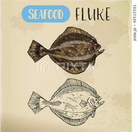 Sketch of fluke or summer flounder 40515591