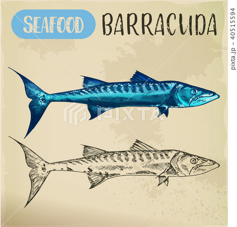 Sketch of ray-finned barracuda, sphyraena Sketch of ray-finned barracuda, sphyraena 40515594