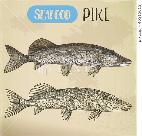 Northern pike sketch. Fish and seafood signboard 40515615