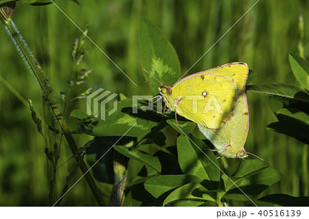 モンキチョウ 交尾 40516139