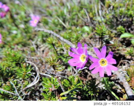 富良野岳の高山植物2 40516152