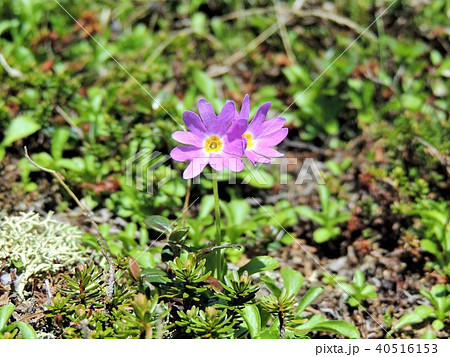 富良野岳の高山植物3 40516153