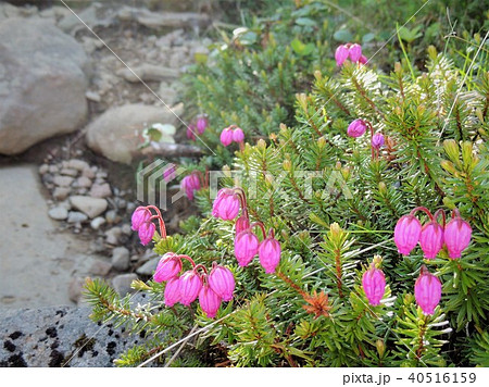富良野岳の高山植物7 40516159