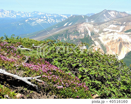 富良野岳の高山植物15 富良野岳の高山植物15 40516160