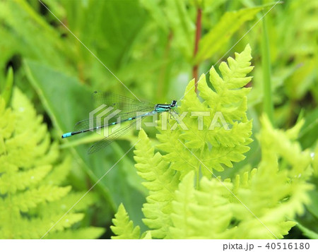 富良野岳の昆虫2 富良野岳の昆虫2 40516180