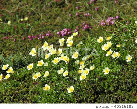 富良野岳の高山植物13 40516185