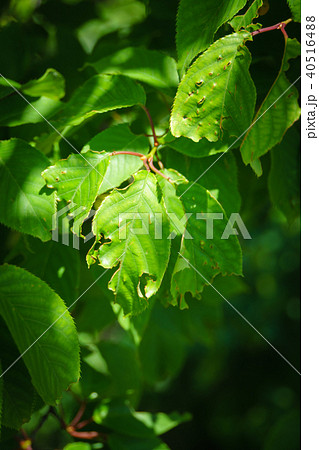 虫に食われた葉っぱ 40516488