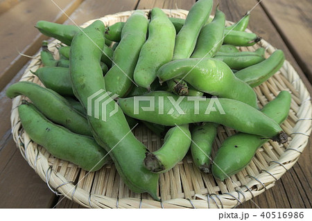 そらまめ 40516986