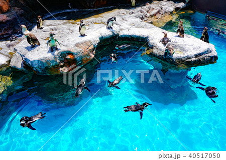 大洗水族館のフンボルトペンギン水槽 40517050