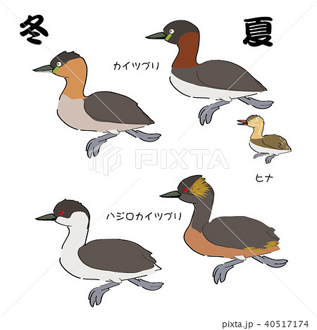 カイツブリとハジロカイツブリのイラスト素材 カイツブリとハジロカイツブリのイラスト素材