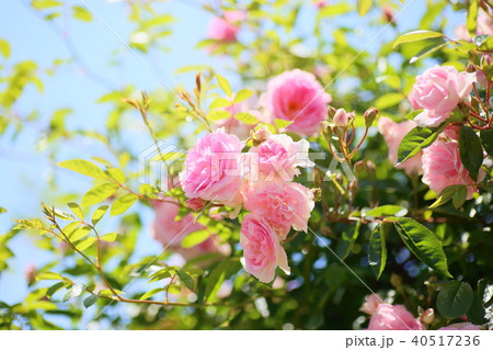 ツルバラの花　ピエールドゥロンサール 40517236