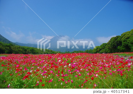 ポピーの花畑と雲仙普賢岳 ポピーの花畑と雲仙普賢岳 40517341