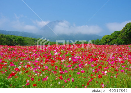 ポピーの花畑と雲仙普賢岳 40517342