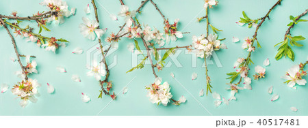 Spring floral background and texture with white almond flowers 40517481