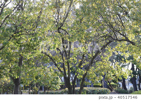 新緑 新緑 40517546