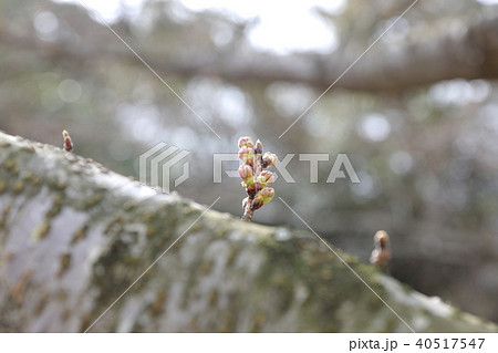 さくら さくら 40517547