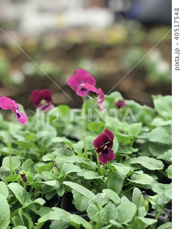 冬のパンジー 冬のパンジー 40517548