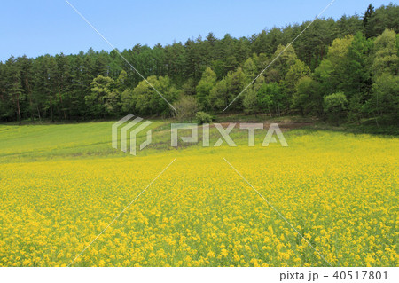 信州 中山高原　菜の花咲く5月 40517801