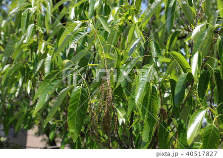 アベマキ 40517827