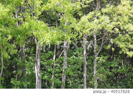 新緑 40517828