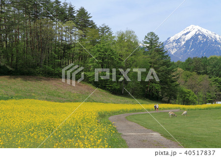 信州中山高原　菜の花咲く5月 40517837