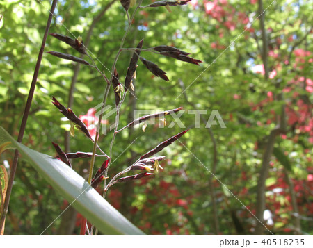 笹の花 40518235