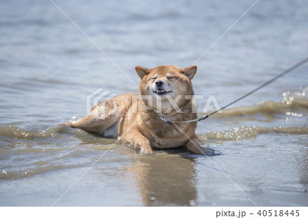 柴犬　海　気持ちいい　夏 40518445