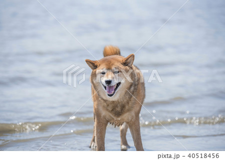 柴犬　海　笑顔　カメラ目線 40518456