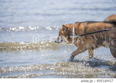 海の中を歩くかわいい柴犬 40518457