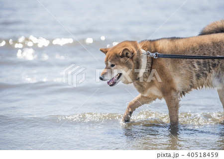海の中を歩くかわいい柴犬 40518459