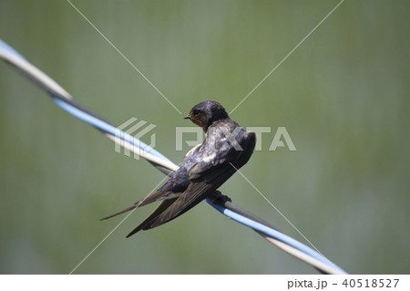 ツバメ 40518527