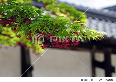 もみじの花-4 もみじの花-4 40519066