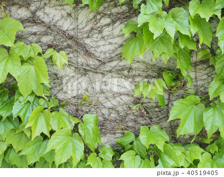 ツタと葉っぱに覆われた壁の写真素材