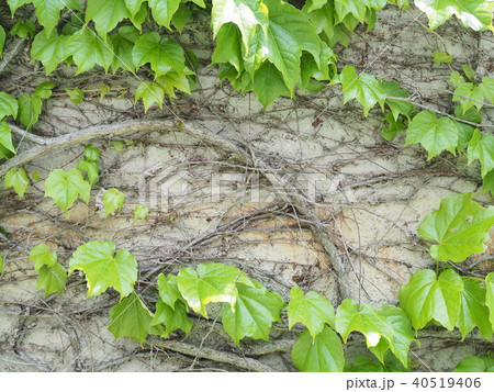 ツタと葉っぱに覆われた壁の写真素材