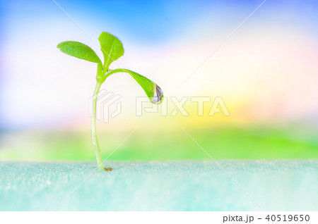 sprout of vegetables 40519650