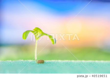 sprout of vegetables 40519651