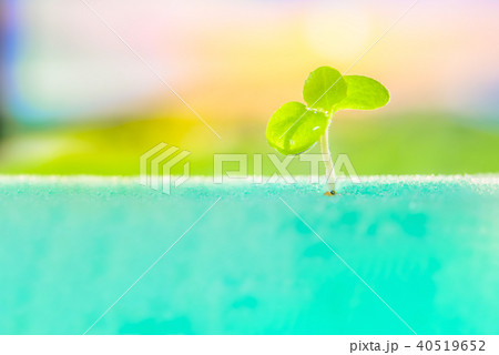sprout of vegetables 40519652