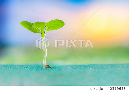 sprout of vegetables 40519653