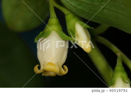 自然　植物　カキノキ、東アジアの固有種。同じ木に雌花と雄花を咲かせます。こちらは雄花 40519791