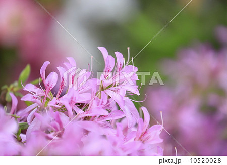 満開のツツジ ハナグルマ(花車) 満開のツツジ ハナグルマ(花車) 40520028