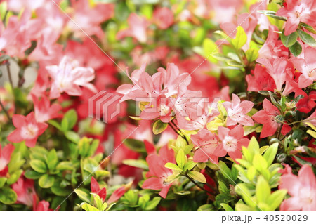 満開のツツジ 満開のツツジ 40520029