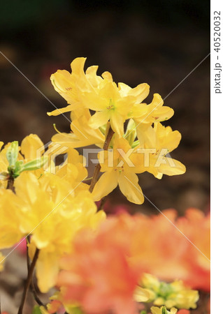 満開のツツジ 満開のツツジ 40520032